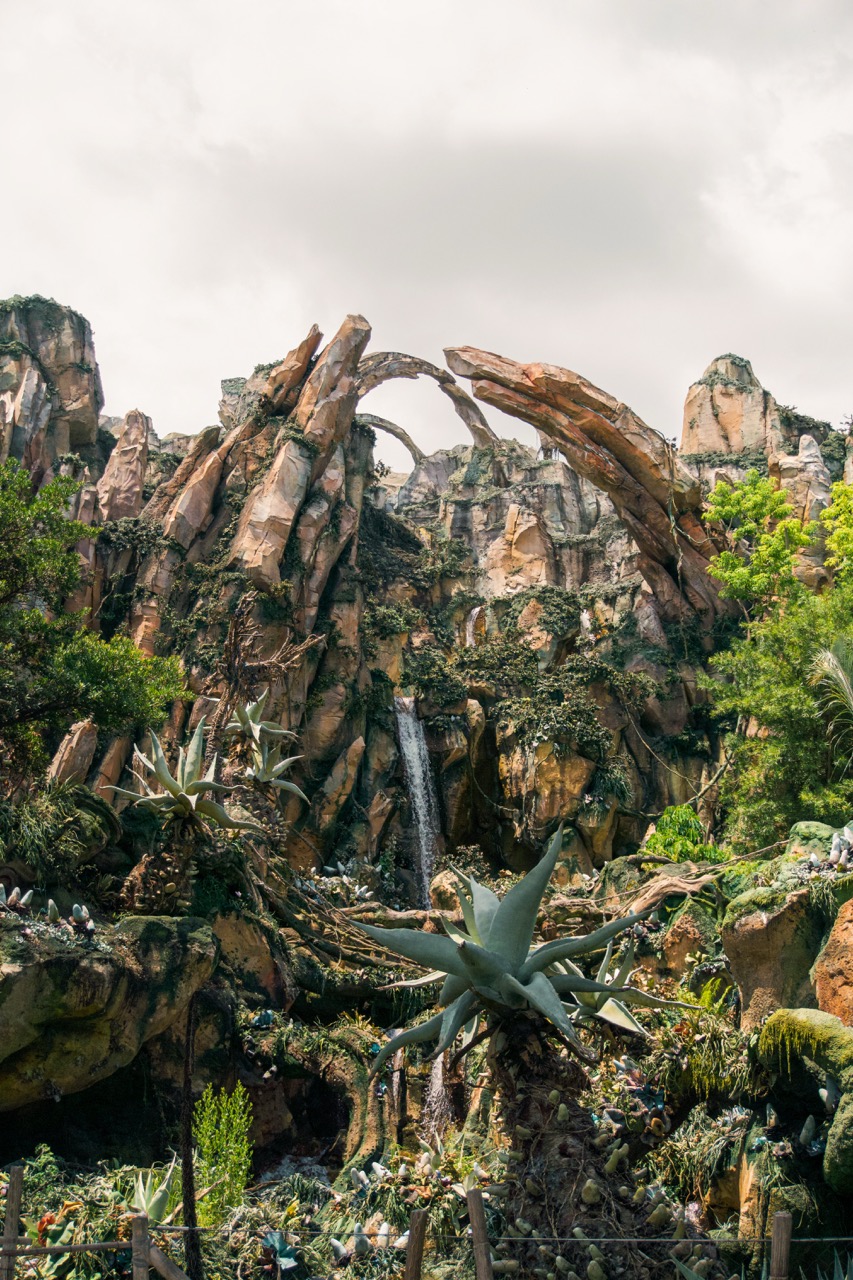 Animal Kingdom 6