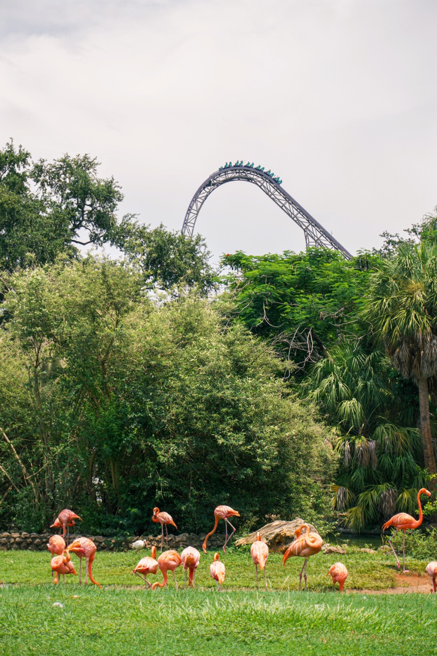 Busch Gardens 3