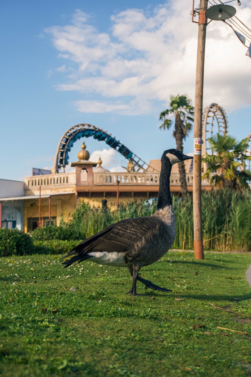 Walibi Belgium image 7